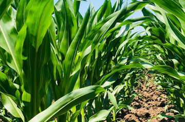 2024年玉米重大病蟲(chóng)害防控技術(shù)方案