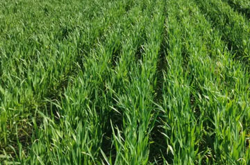 2024年小麥春季重大病蟲害防控技術方案