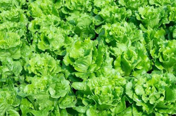 北方春季蔬菜生產(chǎn)管理技術(shù)指導意見