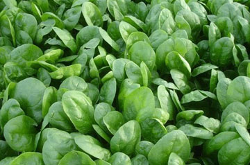 南方春季蔬菜生產(chǎn)管理技術(shù)指導意見