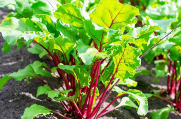 2024年甜菜春季生產(chǎn)技術(shù)指導意見