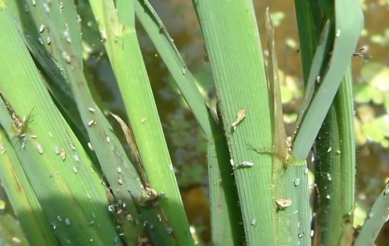 農(nóng)技專家：早造水稻警惕稻飛虱