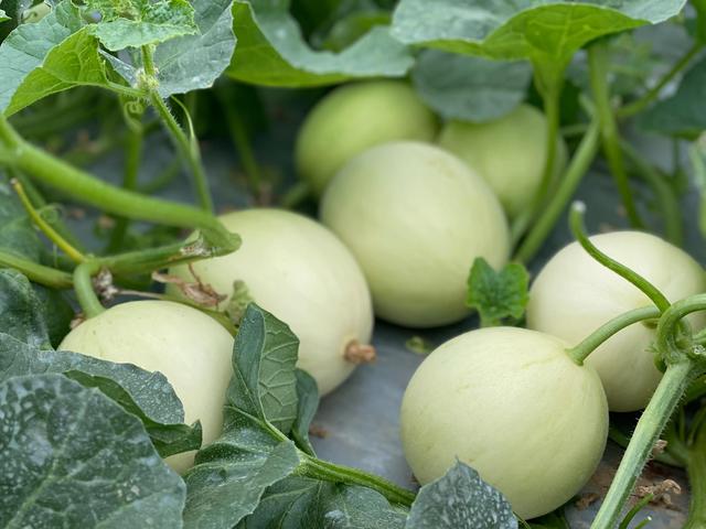 未來農(nóng)村優(yōu)質(zhì)瓜類市場(chǎng)空間巨大