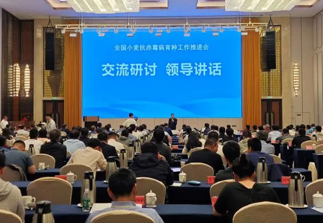 我國小麥抗赤霉病育種取得新突破