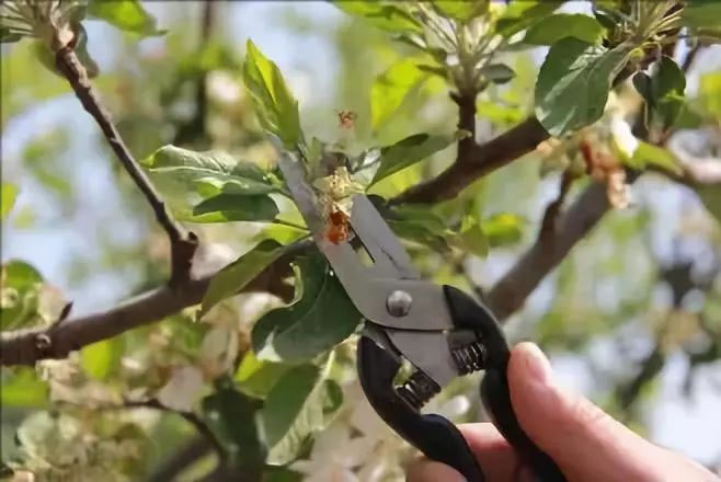 蘋(píng)果疏定果五月正當(dāng)時(shí)