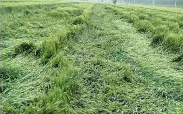 如何預(yù)防小麥后期倒伏？