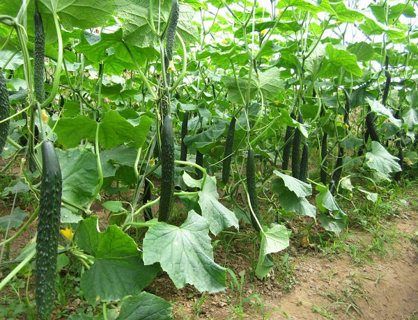 黃瓜夏季栽培管理技術(shù)要點