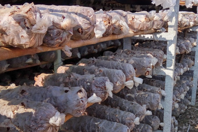 食用菌菌種的制作與保存要點