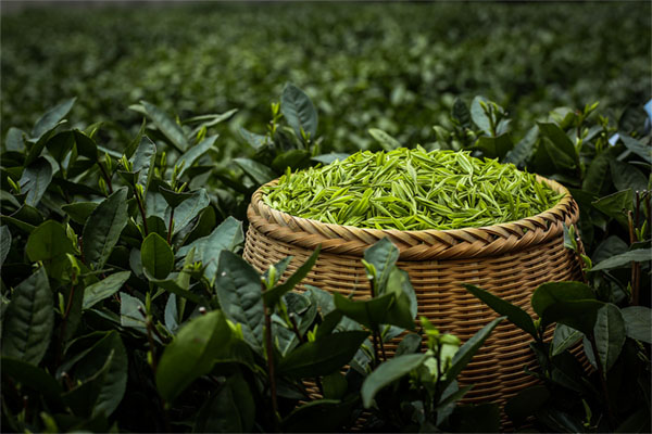 春茶采摘后茶園管理技術(shù)要點(diǎn)