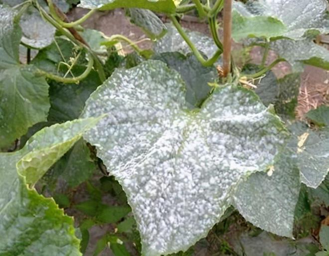 白粉病“禍害”作物多，提前預(yù)防是關(guān)鍵