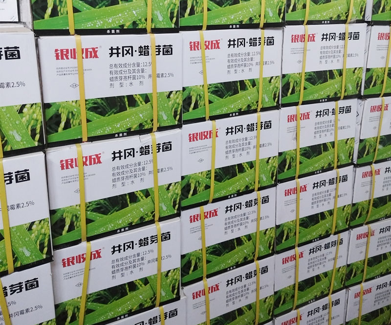 12.5%井岡蠟芽菌