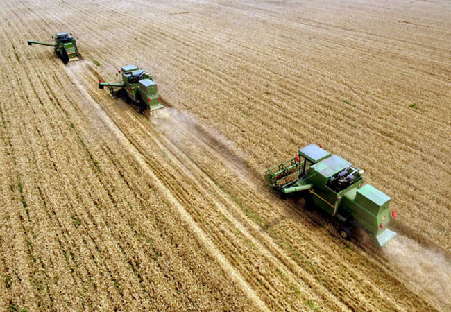 小麥?zhǔn)斋@遇到陰雨天該怎么辦，收獲后如何儲(chǔ)藏？