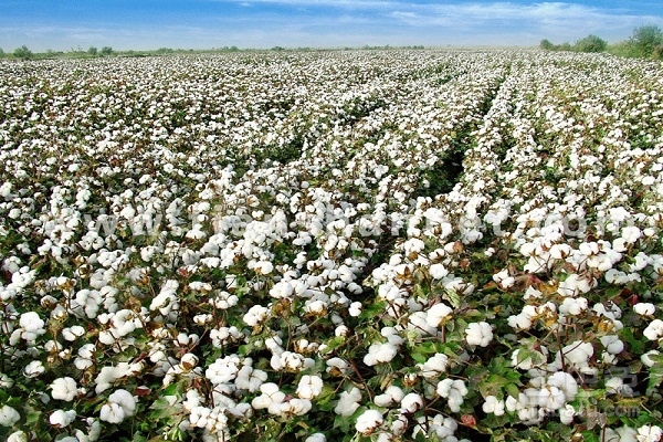 棉花高密度小個體種植技術(shù)