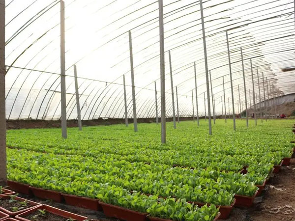 六月雨水將增多 大棚蔬菜注意管好放風(fēng)口