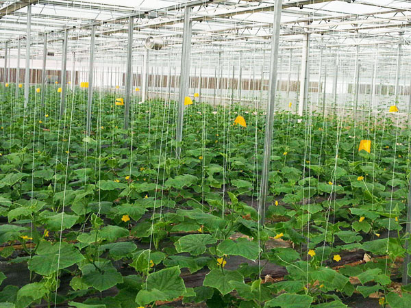 高溫多濕 謹(jǐn)防大棚蔬菜細(xì)菌性病害