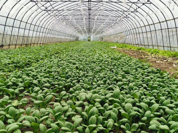 六月雨季蔬菜管理要點