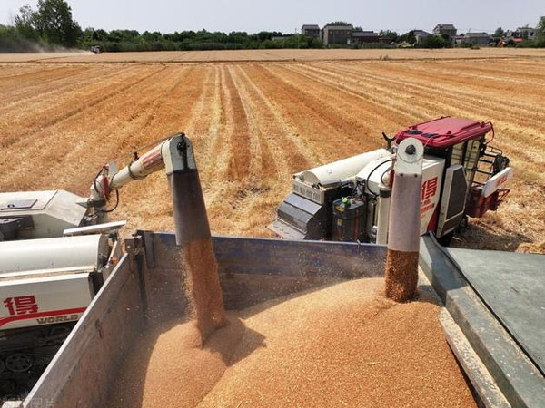 各級儲備收購陸續(xù)啟動，新麥價格有望穩(wěn)定在合理區(qū)間