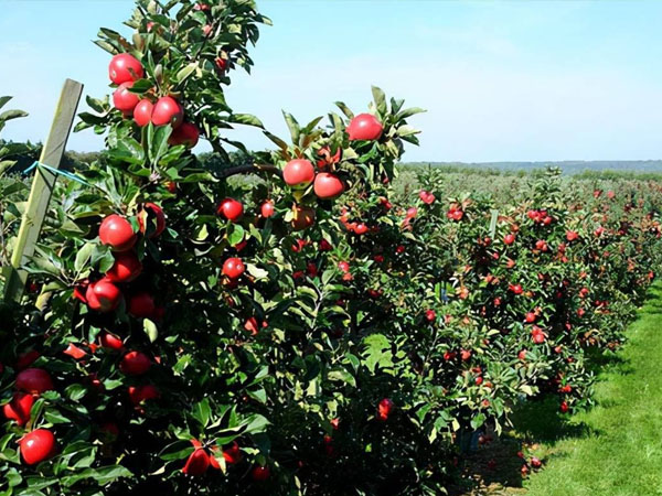七月份蘋果園管理要點(diǎn)