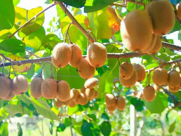 當前獼猴桃管理重點做好這幾點