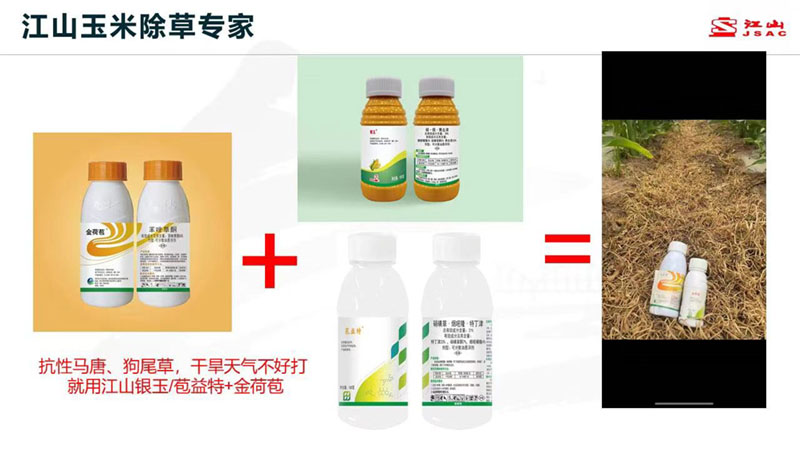 天氣干旱 玉米田超好用的除草劑方案推薦！除草干凈，不傷苗！