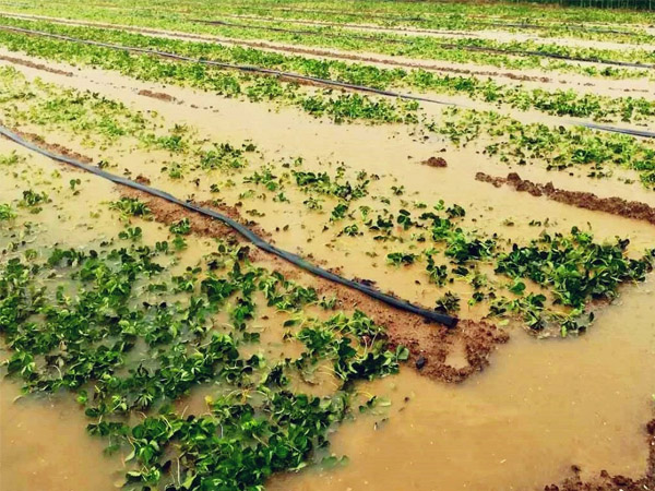 暴雨過后如何管好農(nóng)作物？