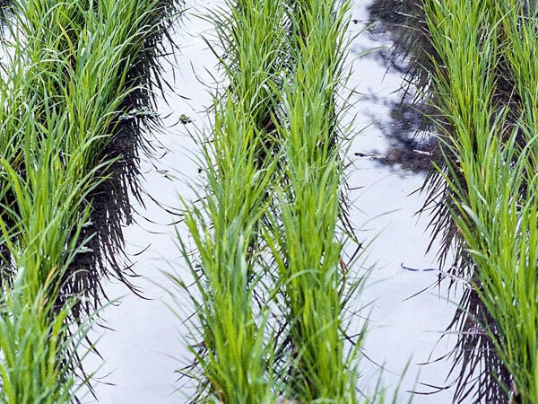 當(dāng)前南方水稻防澇抗災(zāi)技術(shù)意見