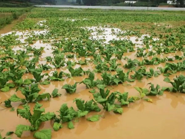 持續(xù)強(qiáng)降雨 專家支招設(shè)施蔬菜防災(zāi)減災(zāi)