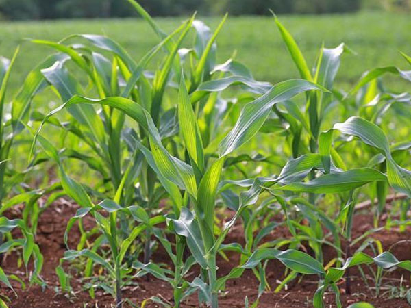 夏玉米“種肥同播”如何才能不“燒苗”
