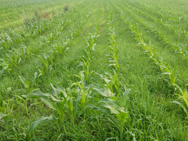 玉米田小麥苗太多用啥除草劑好？推薦硝煙莠去津