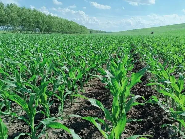 玉米苗期要做好病蟲草害的防治