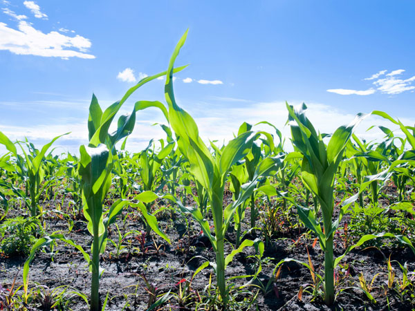 夏播玉米遇到強(qiáng)降雨田間怎么管理