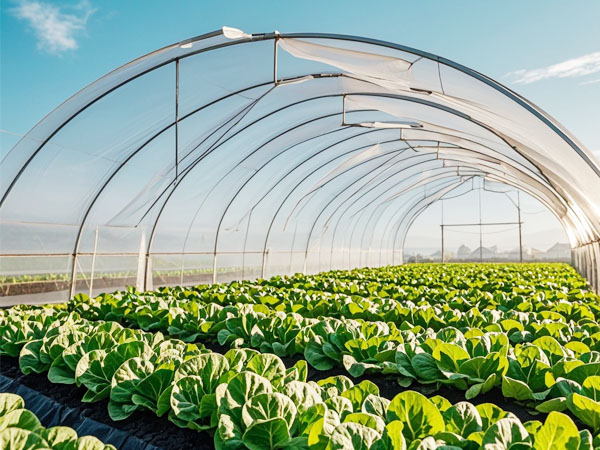 溫室蔬菜如何防治薊馬：用對方法選對藥 才能更高效