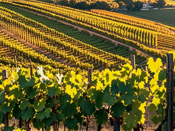 高溫天氣 葡萄管理要點你做對了嗎