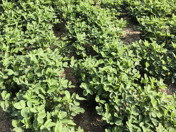 高溫多雨季花生田間管理要趁早