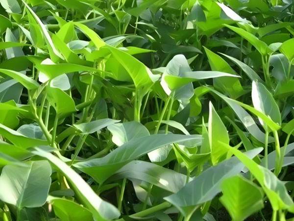 空心菜白銹病的防治技術(shù)