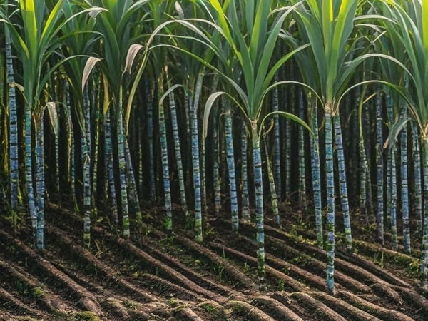 2024年甘蔗中后期生產(chǎn)技術(shù)指導(dǎo)意見