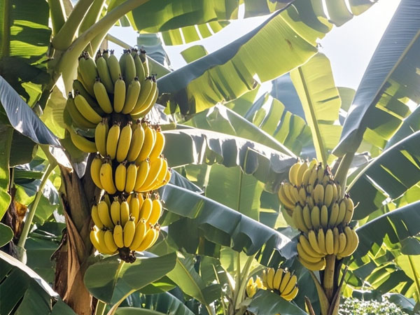 香蕉臺(tái)風(fēng)災(zāi)后恢復(fù)生產(chǎn)技術(shù)指導(dǎo)意見