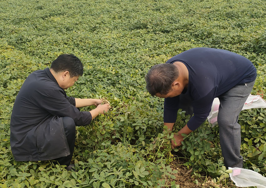 2024年10月8日西平縣花生兩提兩調(diào)試驗(yàn)田測產(chǎn)取土