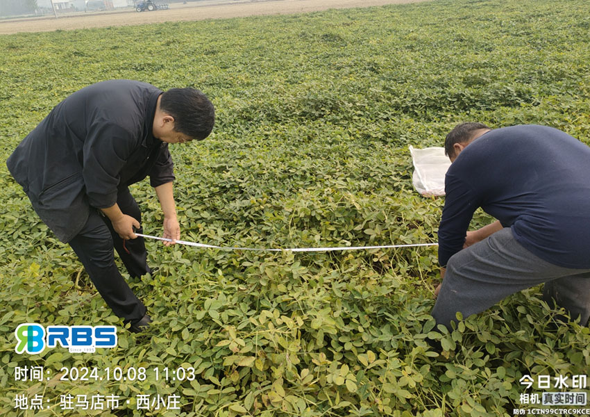 2024年10月8日西平縣花生兩提兩調(diào)試驗(yàn)田測產(chǎn)取土